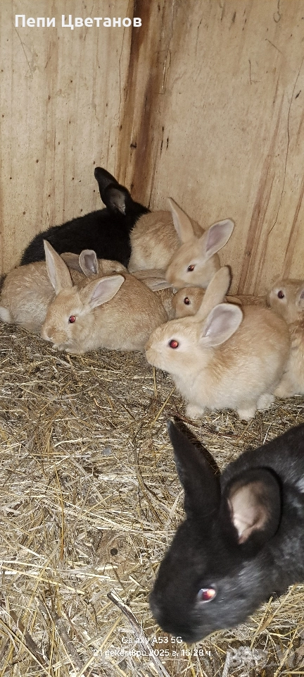 Продавам зайчета, снимка 1