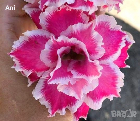 Пустинна роза, снимка 1