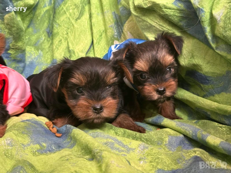 Мини йоркита , снимка 1