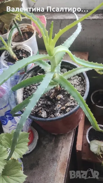 Алое арборесценс , снимка 1