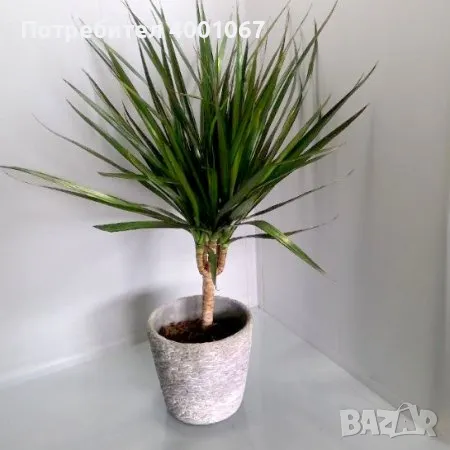 Драцена в саксия, снимка 1