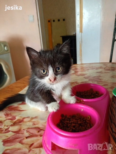 Подарявам малки котенца полуперсийчета с хигиенни навици., снимка 1