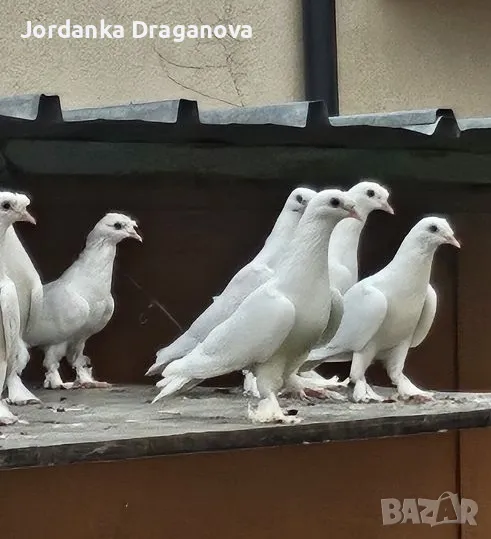 гълъби мардини , снимка 1