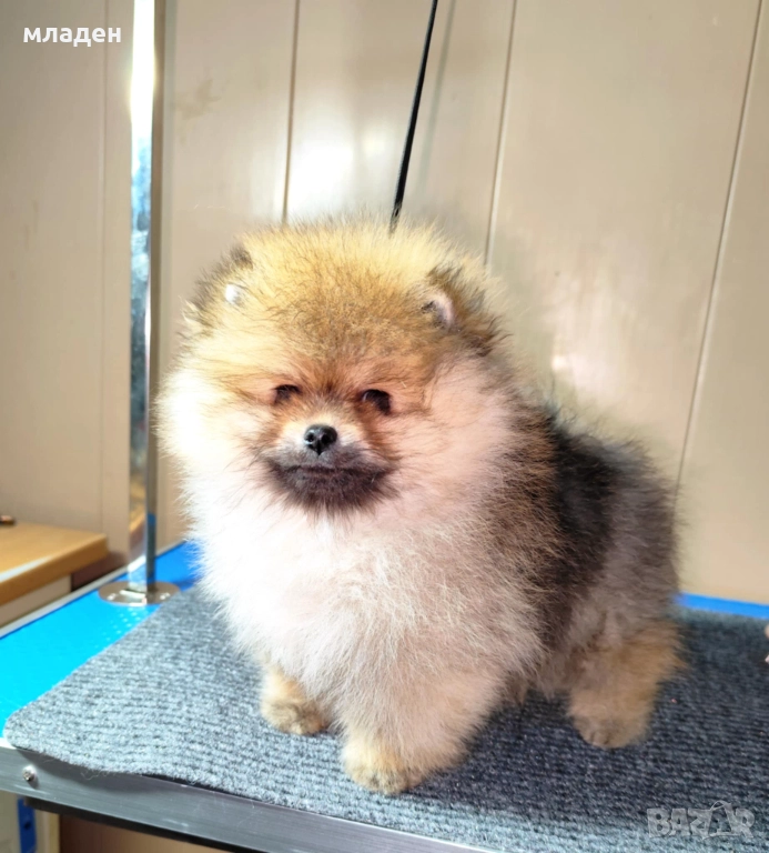 померан, снимка 1
