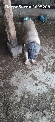 продавам куче на 4 месеца , снимка 2 - Други - 53406781