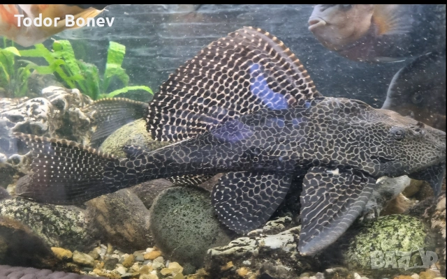 Продавам тези три красиви риби Астронатус,гибицепс, снимка 2 - Рибки - 53098821