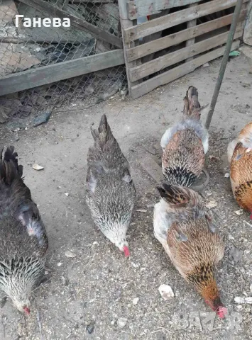 Продавам катунски пилета, снимка 1