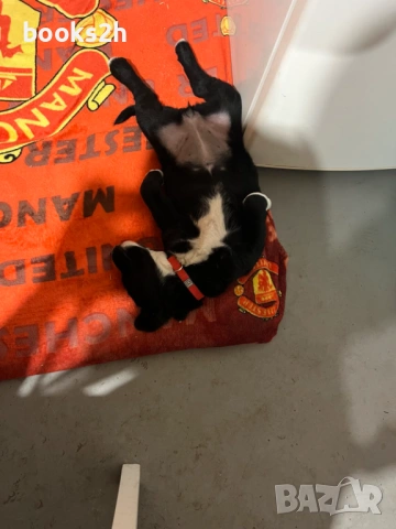 ПОДАРЯВАМ полу Лабрадорче, снимка 3 - Лабрадор ретривър - 53121687