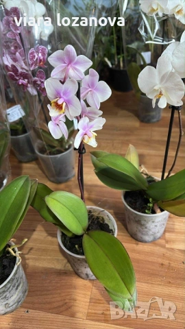 Различни цветя