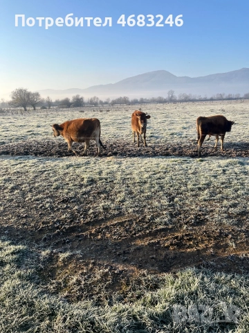Крави, снимка 8 - Крави - 52798923