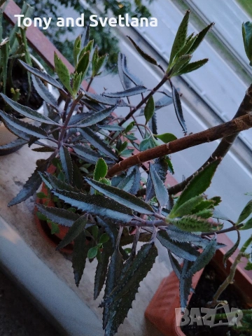 Каланхое Дегремонтиана , снимка 2 - Стайни растения - 52298926