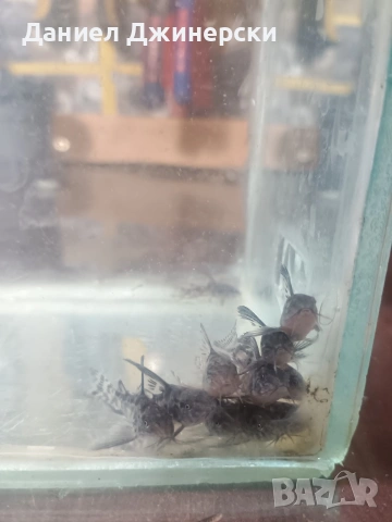 сом Коридорас (тигрово сомче), снимка 9 - Рибки - 53299050