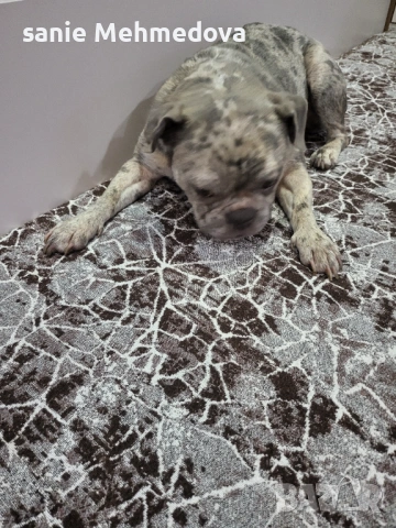 Френски булдог на 2год, снимка 4 - Френски булдог - 53342939