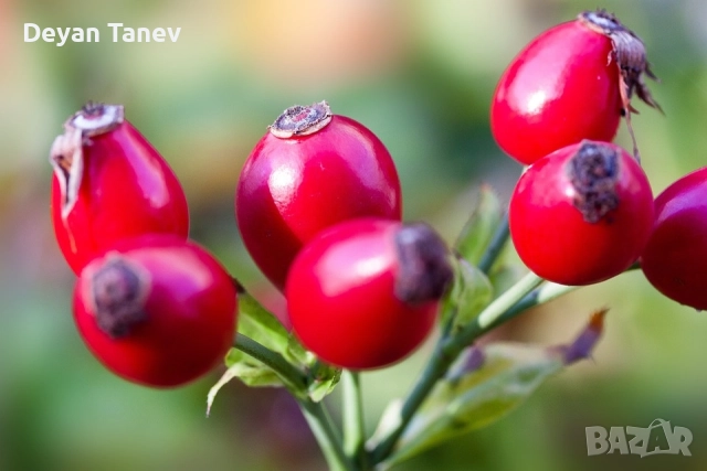 Шипка нова реколта , 4 лв килограма .