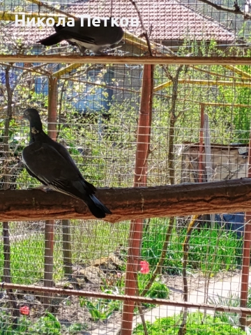 Гривеци , снимка 8 - други­ - 52127132