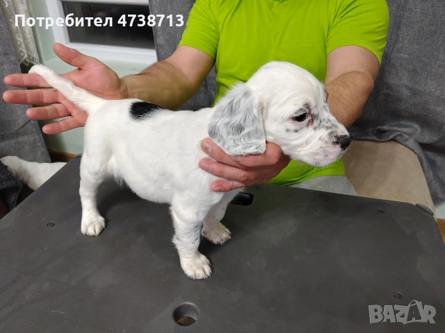 Английски сетер , снимка 6 - Английски сетери - 53565556