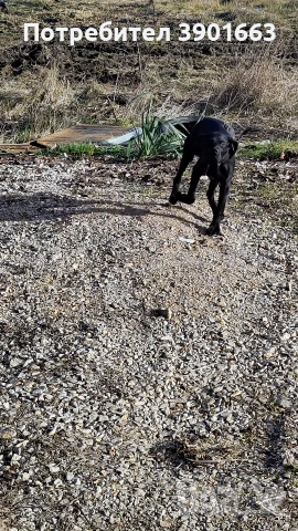 Продавам мъжко кученце на 6 месеца, снимка 9 - Курцхаар - 53474878