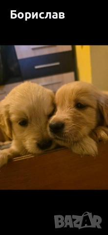 Бебета Голдън ретривър , снимка 6 - Голдън ретривър - 51928849