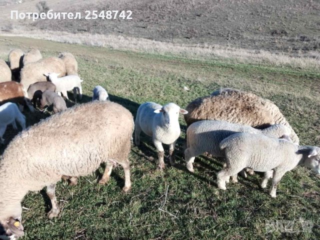 Мъжки Агнета и ярета, снимка 1 - Овце - 43637697