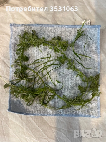 3 вида растения за аквариум 