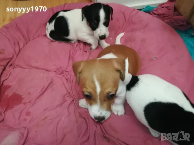 ДЖАК РЪСЕЛ-БЕБЕТА ДЖАКОВЕ-ВИДИН 0302251844, снимка 7 - Джак ръсел териер - 48948026