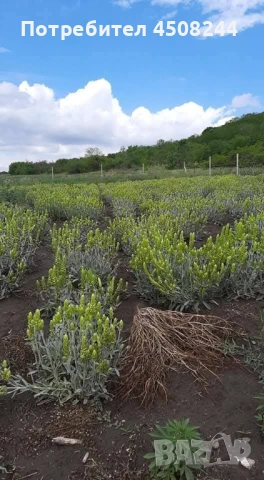 Мурсалски чай , снимка 3 - Градински цветя и растения - 53028367