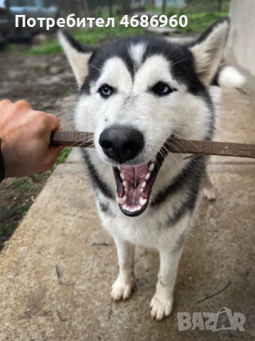 Хъски - Куче, снимка 3 - Хъски - 52841276