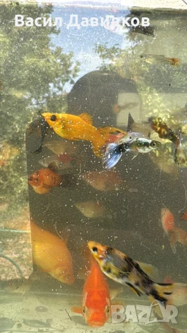 Рибки за аквариум живородни , снимка 11 - Рибки - 51151476