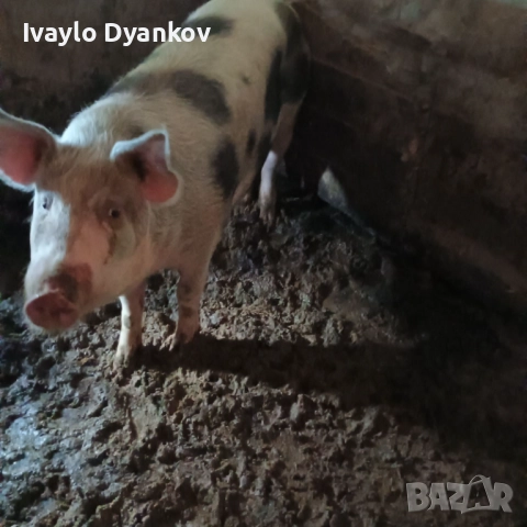 Женско прасе, снимка 2 - Прасета - 52624491