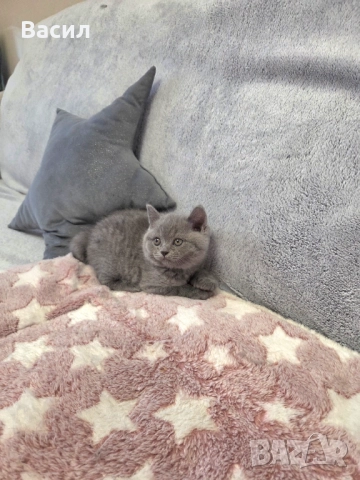 Продавам британски късокосмести котета, снимка 6 - Британска късокосместа - 46684108