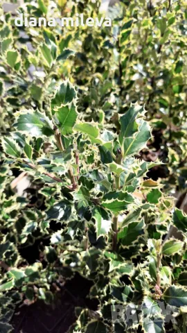 Илекс Сребърна Кралица, Ilex aquifolium Silver Queen, студоустойчив, снимка 1