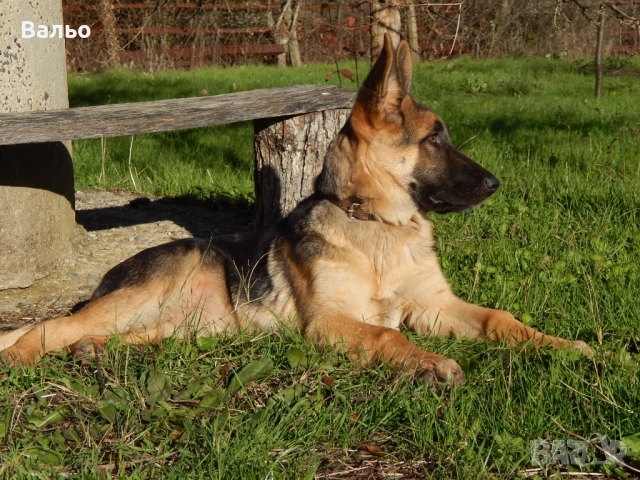 немска овчарка