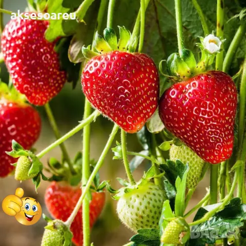 100 бр. ягодови семена от гигантска ягода градинско плодово растение, сладки и вкусни червени ягоди , снимка 11 - Сортови семена и луковици - 47665614