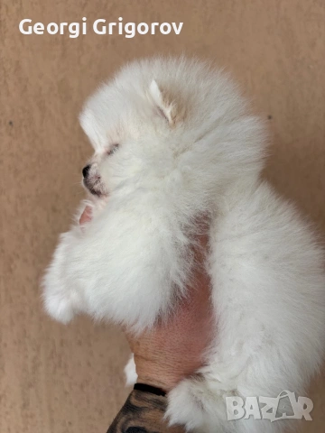 Момиче, снимка 3 - Померан - 53555954