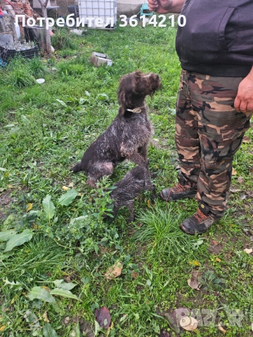 Продавам малки Дратхари от елитни родители, отлична работна линия. Кученцата са на 2 месеца, жизнени, снимка 2 - Дратхаар - 52509695