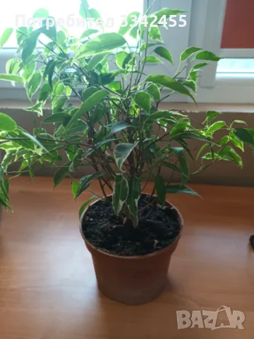 Фокус Бенджамин с шарени листа