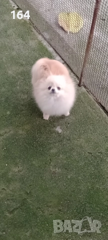 Померан. Миниатюрна. Мини момиченце.