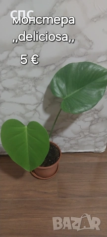 монстера,,deliciosa,,
