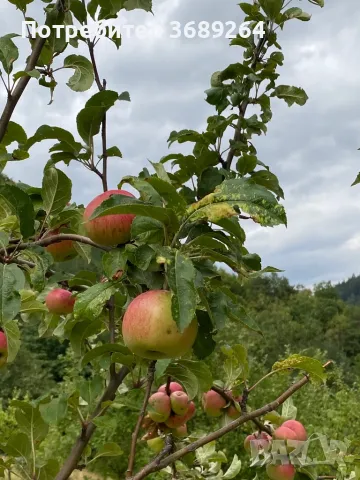 Био ябълков оцет, снимка 2 - Домашни напитки - 48656383