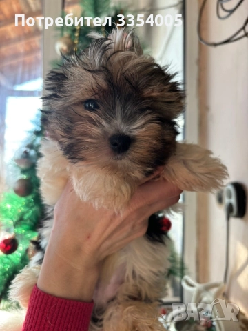 Мини йорки бивър 