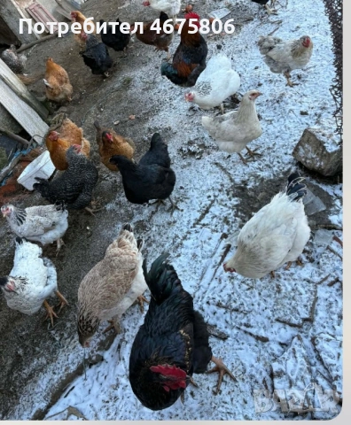 Продавам обикновени кокошки и петли 