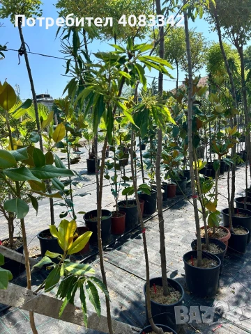 Ядлив Сладък Кестен, снимка 4 - Градински цветя и растения - 50583885