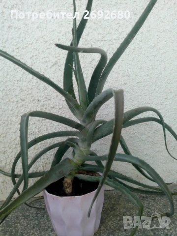 Голямо дървовидно лечебно алое височина -70см., снимка 2 - Стайни растения - 51288532