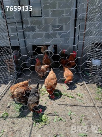 Домашни яйца, снимка 5 - Кокошки и пуйки - 40529152