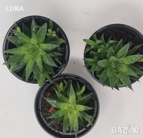 алое Аристата, снимка 7 - Стайни растения - 43375734