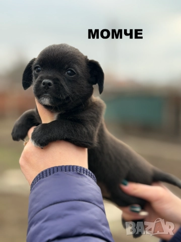 Мини чихупинчери чихуахуа пинчер, снимка 2 - Чихуахуа - 52884175