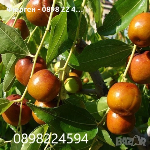 Хинап - финап  Гигански 