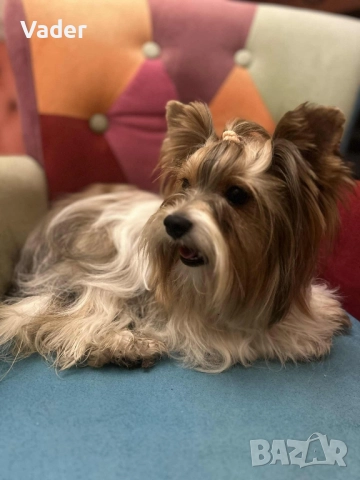 Бивер териери, снимка 12 - Други - 51737972