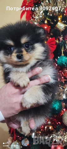 Померанче женско, снимка 4 - Померан - 52796964