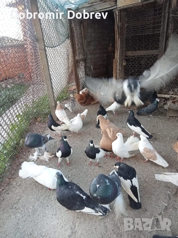 Гълаби , снимка 15 - Гълъби - 52928655